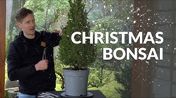 Making a Bonsai Christmas tree!