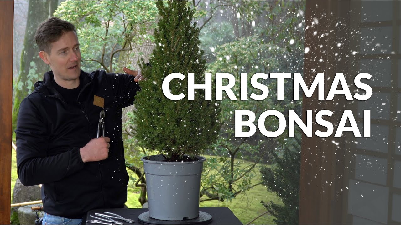 Making a Bonsai Christmas tree!