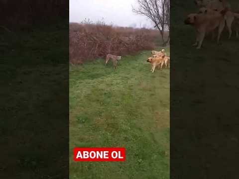 4 ÇOBAN KÖPEĞİ 1 KURT GÜÇ YETİREMİYOR ( 4 KANGALS 1 WOLF )