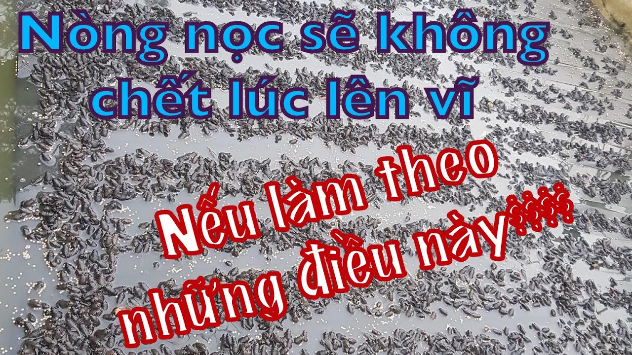 NÒNG NỌC CHẾT GIAI ĐOẠN LÚC LÊN VĨ| NGUYÊN NHÂN - CÁCH KHẮC PHỤC - PHƯƠNG PHÁP PHÒNG NGỪA.