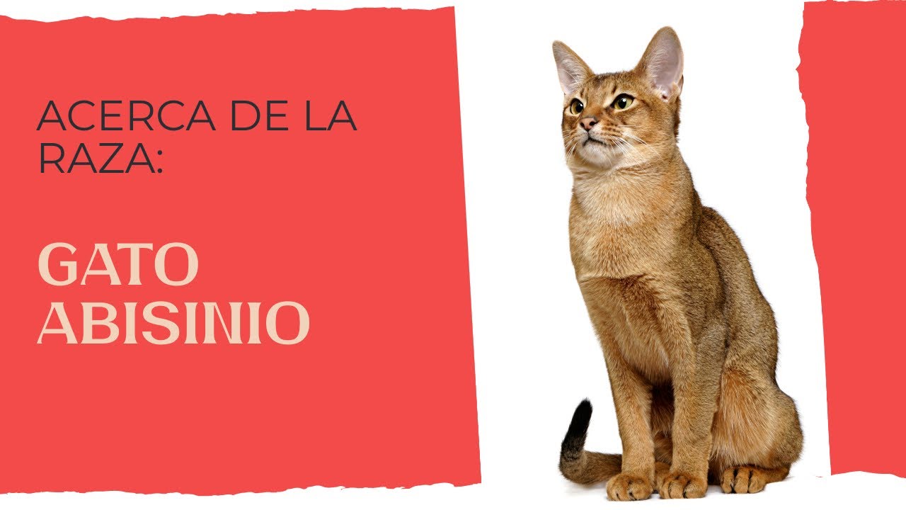 Lo principal de la raza: Gato Abisinio 