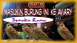 Release  Burung Gereja Di Kandang Koloni Lovebird