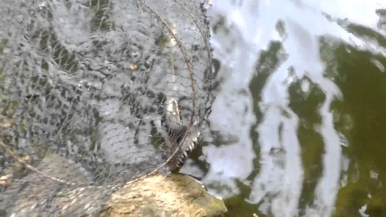 уж поймал карася - YouTube