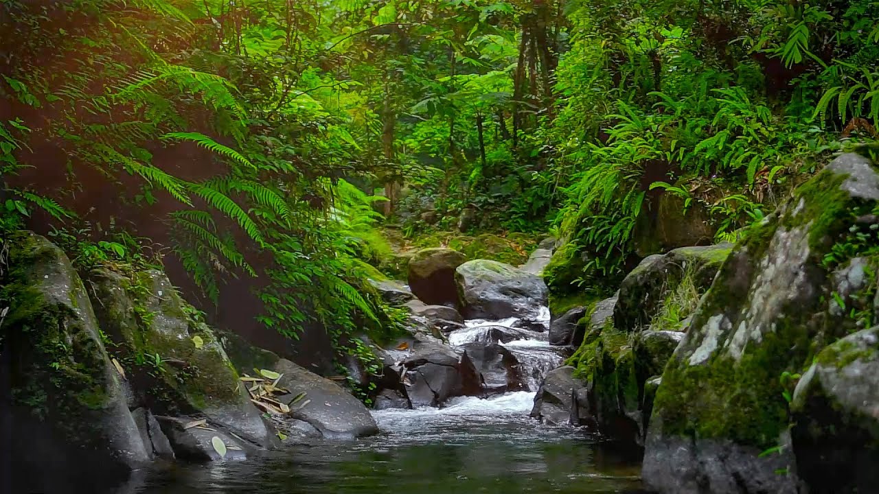Relaxing Forest Atmosphere, Birds Chirping, Nature Sounds for Sleeping ...