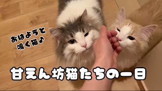 甘えん坊猫たちの一日♪~おはようと鳴く猫~