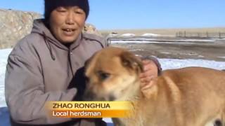 Wolf attacks in N China