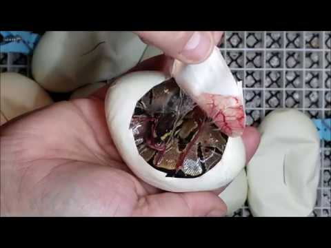 ball python breeders in ohio ball python egg cutting video clutch 3 2019