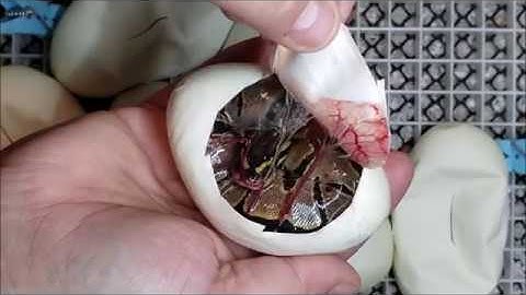 ball python egg cutting video clutch 3 2019