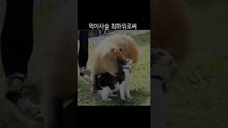 포유류 - 12 카피바라 (Capybara)