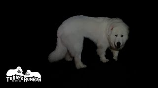 深夜にどうしても外へ行きたくなってしまったルンルンです　Great Pyrenees　グレートピレニーズ