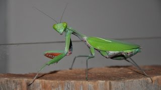 Hierodula Majuscula Giant Rain Forest Mantis Hunting Her Prey