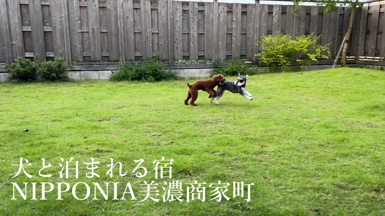 【岐阜旅行】犬と泊まれるお宿 / ミニチュアシュナウザー / トイプードル / 多頭飼い