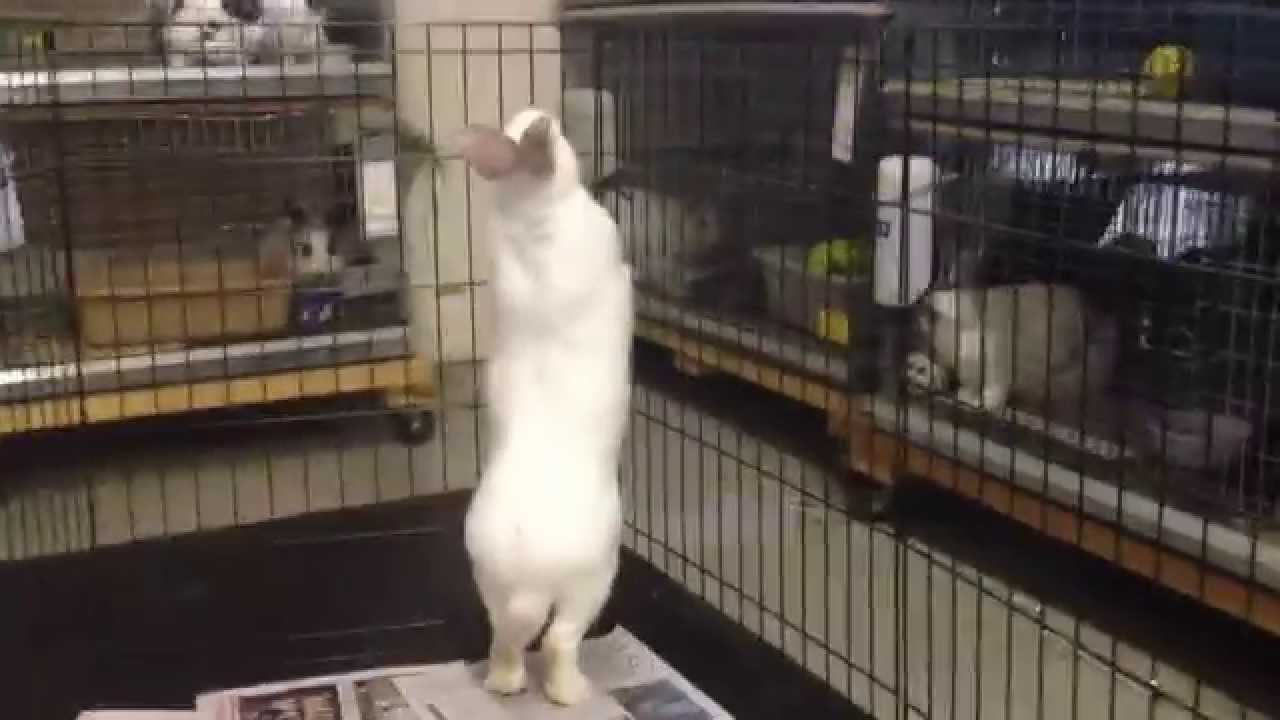 Mason at House Rabbit Resource Network