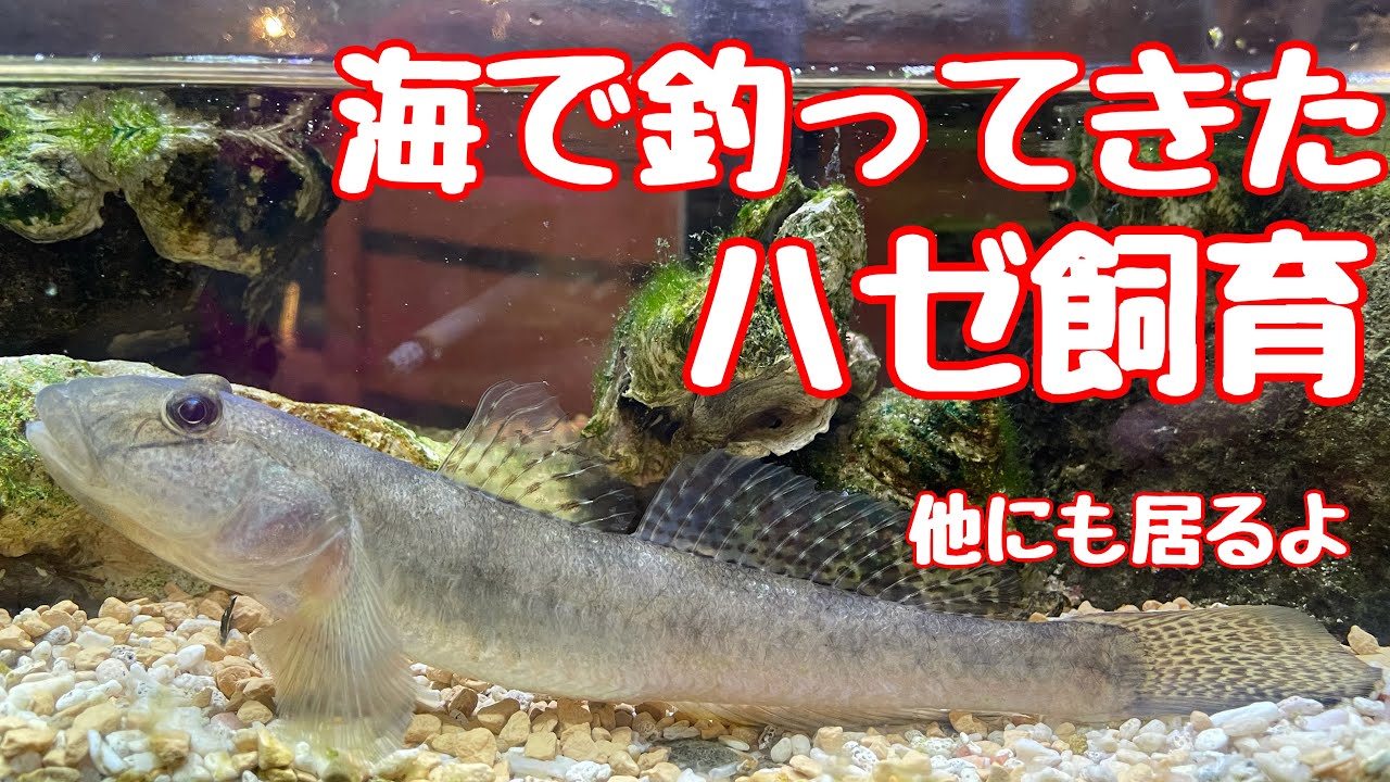 ハゼ飼育 02 東京湾で釣ってきたお魚 Youtube