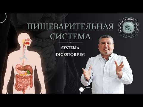 Видео: Пищеварительная система / Digestive system