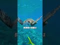 ウミガメ。 #雑学