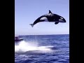 Orca attack real killer whale attacks dolphin