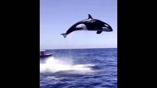 Orca Attack Real Video ㅣKiller whale Attacks Dolphin