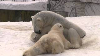 おっぱい飲んで二度寝 ホッキョクグマ親子~Polar Bears go to sleep once again