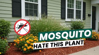 Put These 10 Plants in Your Yard & Mosquitoes Will Flee Instantly