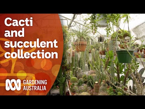 Wideo: Rodzaje kaktusów do ogrodu - wykorzystanie kaktusowej architektury krajobrazu