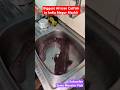 OMG😍25 kgs Biggest CATFISH African catfish magur machli mushi catching cook India #catfish #shorts