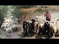 Gambar cover La TRASHUMANCIA y el PASTOREO TRADICIONAL en 2020. Diario de un viaje con 1000 ovejas | Documental