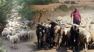 La TRASHUMANCIA y el PASTOREO TRADICIONAL en 2020. Diario de un viaje con 1000 ovejas | Documental