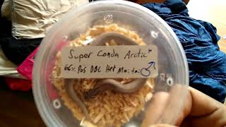HOGNOSE UNBOXING ( POWER HOUSE MALE)