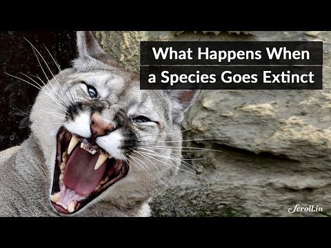 Video: The Extinction Of Species Has Already Begun. Animals Die En Masse From The Abnormal Heat. - Alternative View