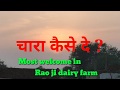 गाय को चारा फीड (दाना-बांट )खिलाने के सही तरीका | Best Cow Seller | Best Milk Cow Farm