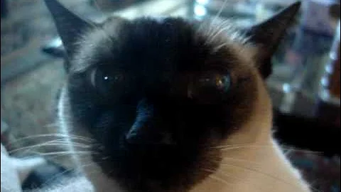 Video 11810061: siamese cat, cat old