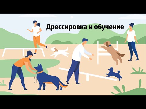 Видео: 5 советов по дрессировке собак послушанию