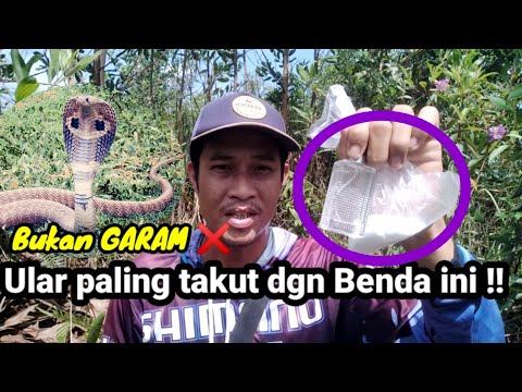 Tips Aman saat Mancing di SARANG ULAR BERBISA ! [Cara mudah mengusir Ular]