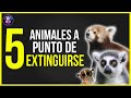 5 ANIMALES EN PELIGRO DE EXTINCION en 2021⚠️. ¿Cuáles animales están en peligro de extinción 2021?