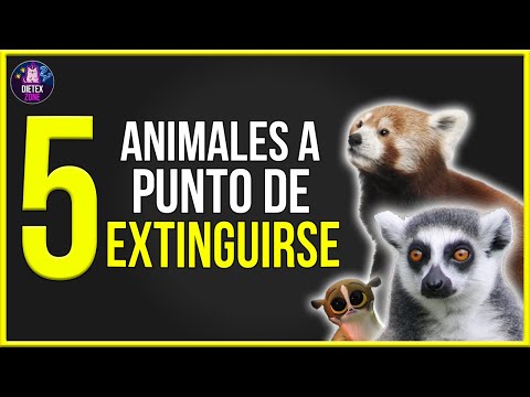 5 ANIMALES EN PELIGRO DE EXTINCION en 2021⚠️. ¿Cuáles animales están en peligro de extinción 2021? hqdefault