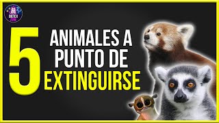 5 ANIMALES EN PELIGRO DE EXTINCION en 2021⚠️. ¿Cuáles animales están en peligro de extinción 2021?