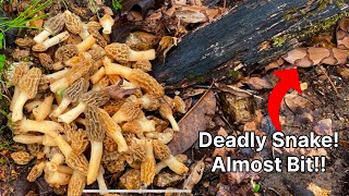 Morel Mushroom Hunting | Giant Copperhead Snake!