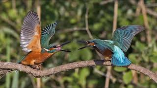 Download Lagu 2017  nuovi (e vecchi) incontri    nuove emozioni  Slide avifauna MP3