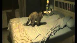 gatto impazzisce con il laser screenshot 4