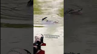 Dont olay around in the water in louisiana!! #gators #alagator #swampmonster #uncsbaby #dinosaur