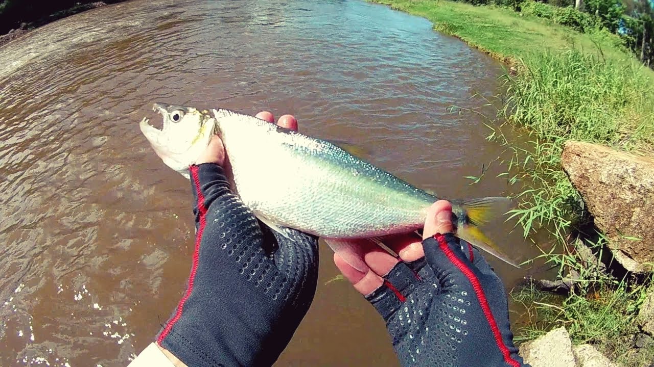 SAICANGAS NERVOSAS DO RIO MAQUINÉ 
