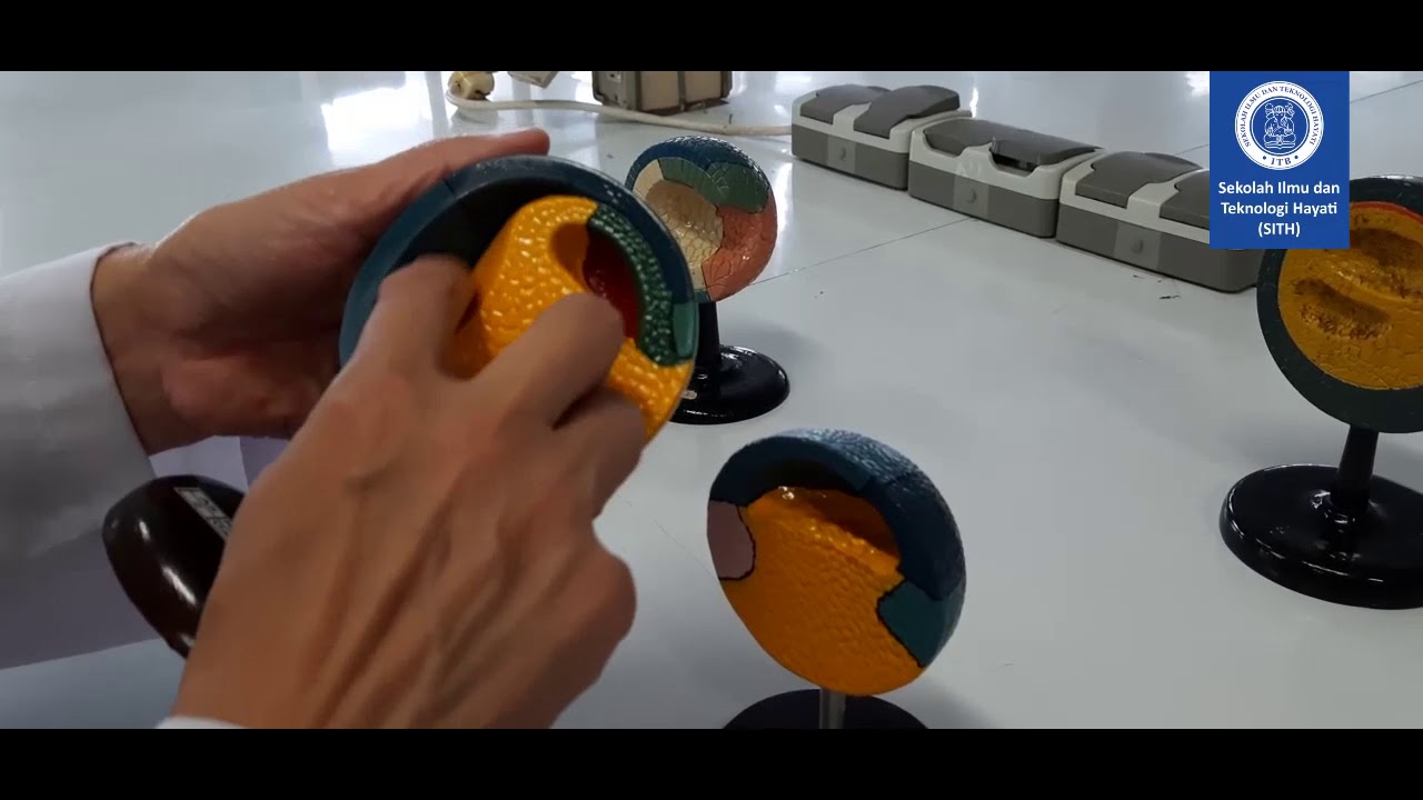 Gastrulasi Katak - SITH ITB - Gastrulation Process on Frog