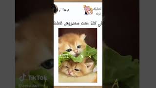يشبه الفيديو يلي حطو القطط في الخلاط explore edit love السعودية العراق سوريا فلسطين لبنان