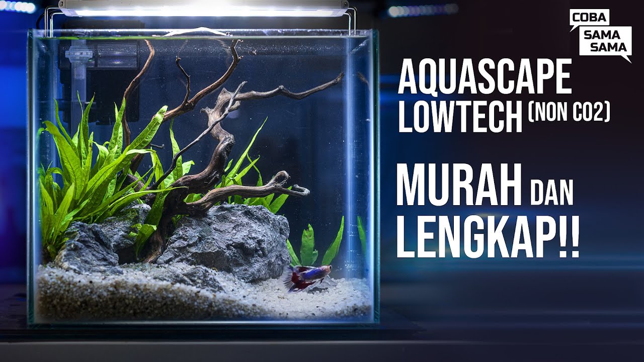 Golden Black Blackwater Aquascape Cara Membuat Aquascape Blackwater Mudah Youtube Cara membuat aquascape low tech