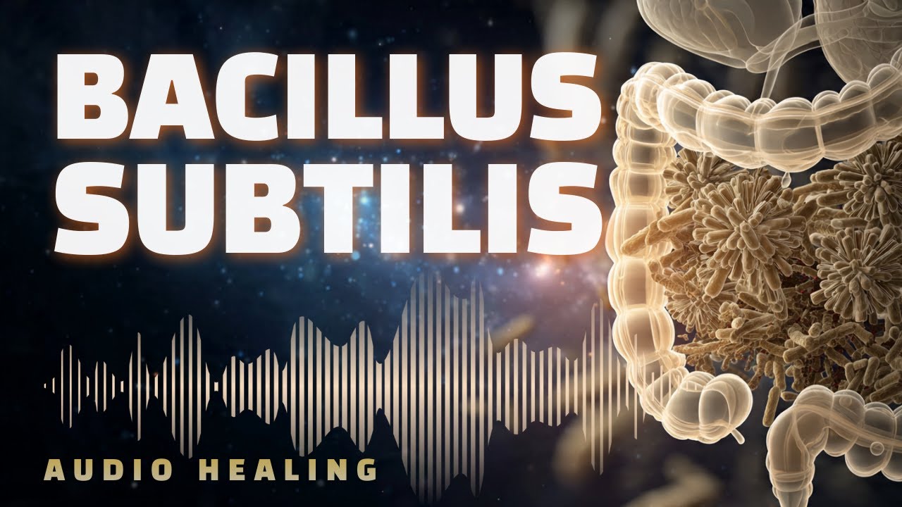 Сенная палочка 🌿 Биорезонансный протокол | Поддержка иммунитета и баланс микробиома (БРТ)