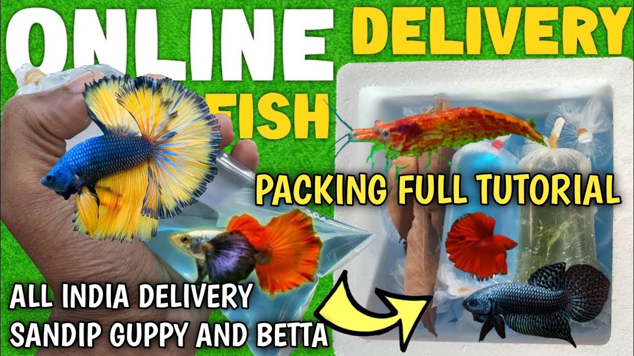 Online Machhali Kaise Delivery Karte Hain | Guppy Fish