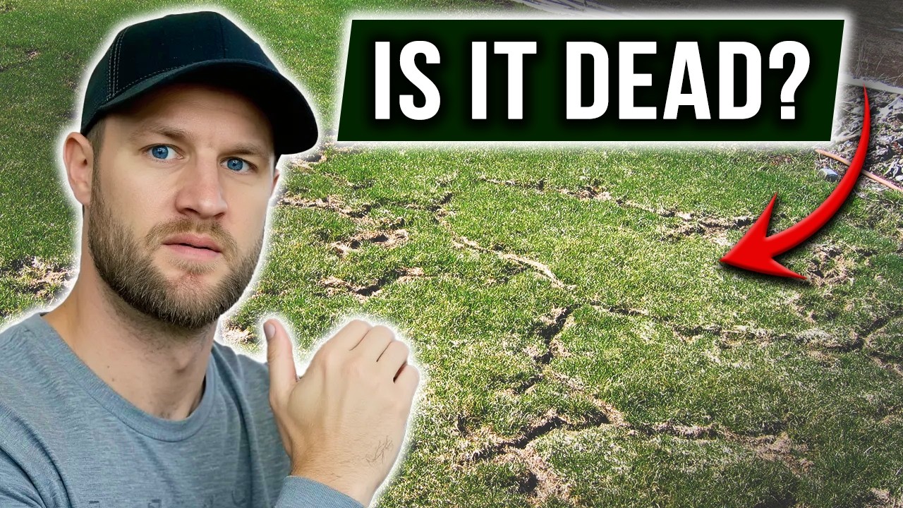 Why Your Lawn Looks Ruined Right Now