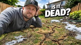 Why Your Lawn Has Tunnels After Winter