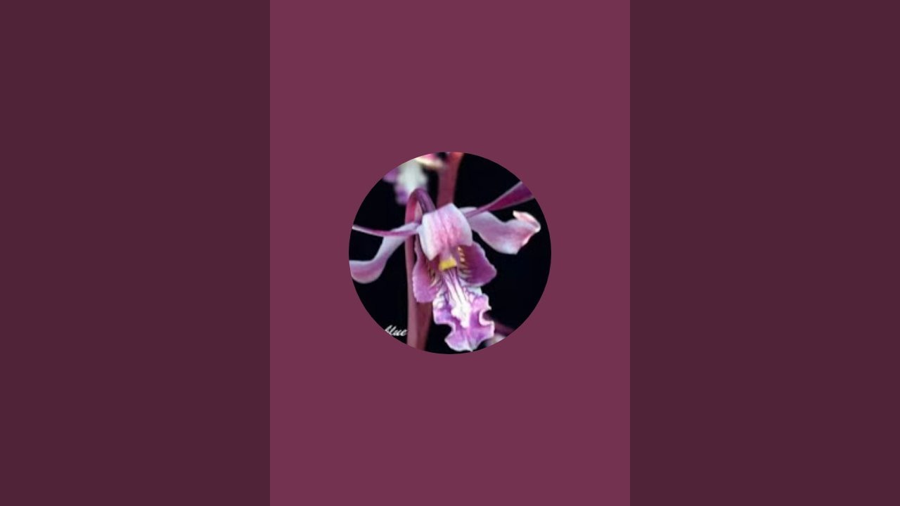 Risty orchid sedang live sekarang!